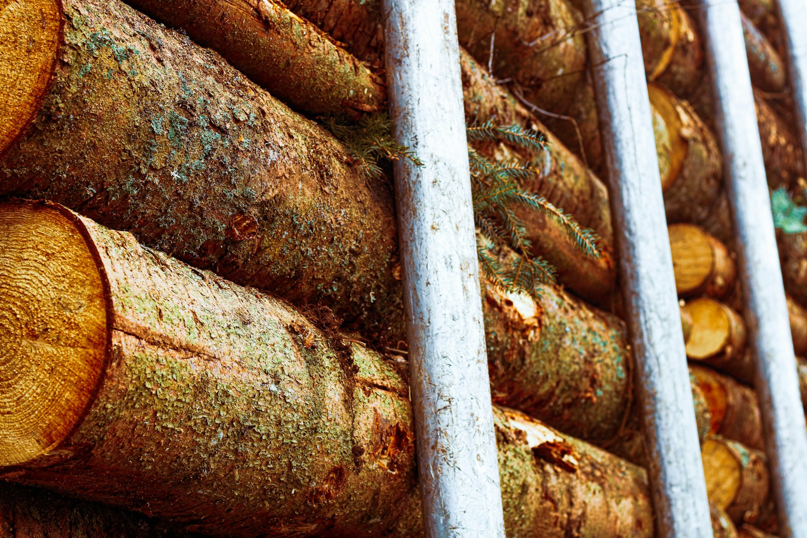 pile of brown logs
